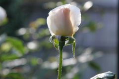 Pink-Rose-Bud